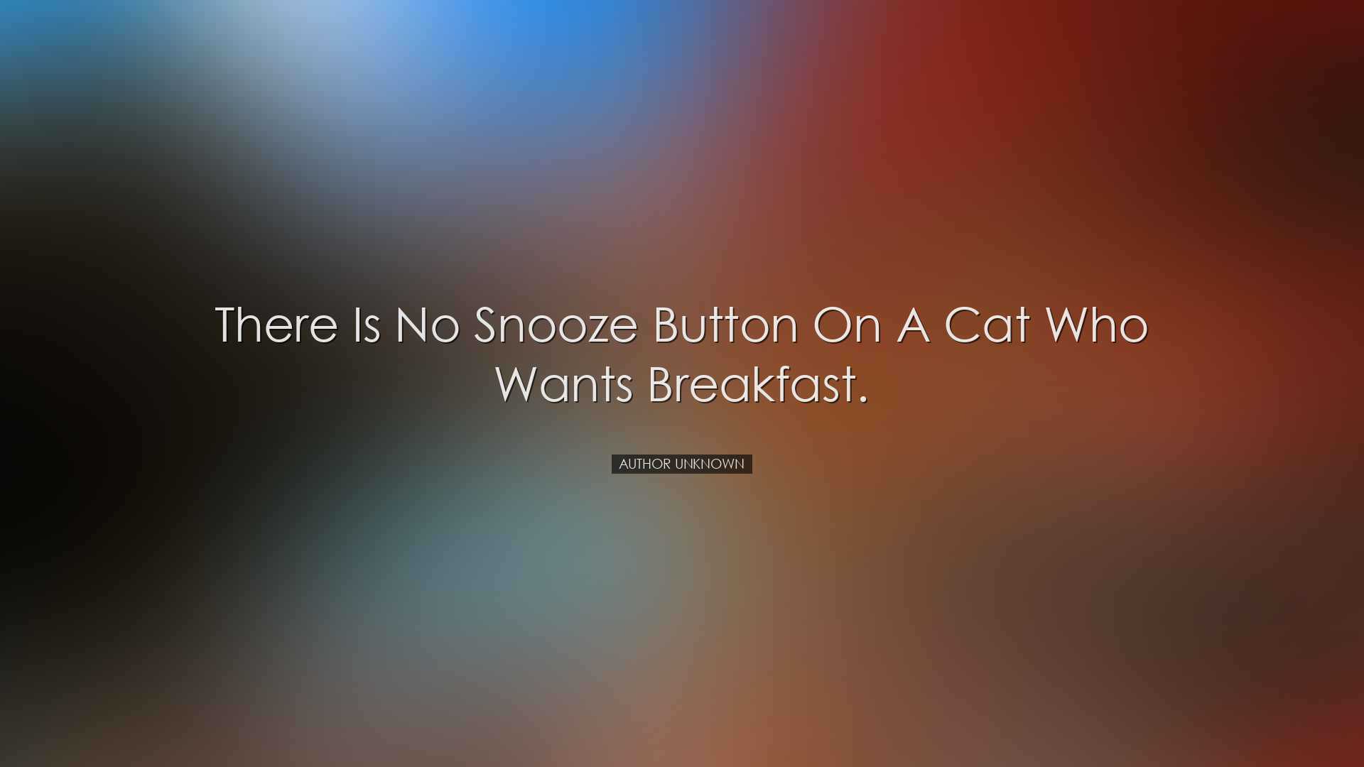 There is no snooze button on a cat who wants breakfast. - Author U